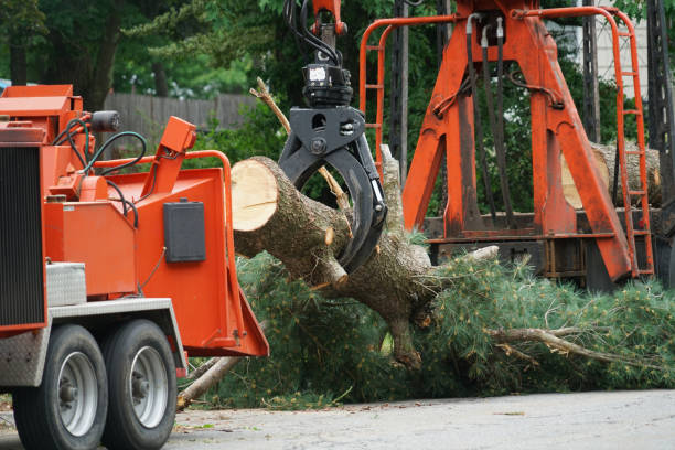 Gretna, NE Tree Services Company