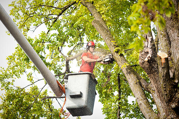 Best Tree and Shrub Care  in Gretna, NE
