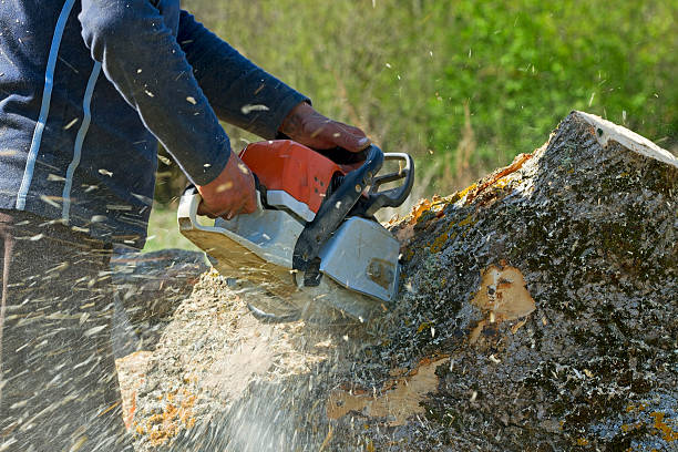 Best Lawn Grading and Leveling  in Gretna, NE